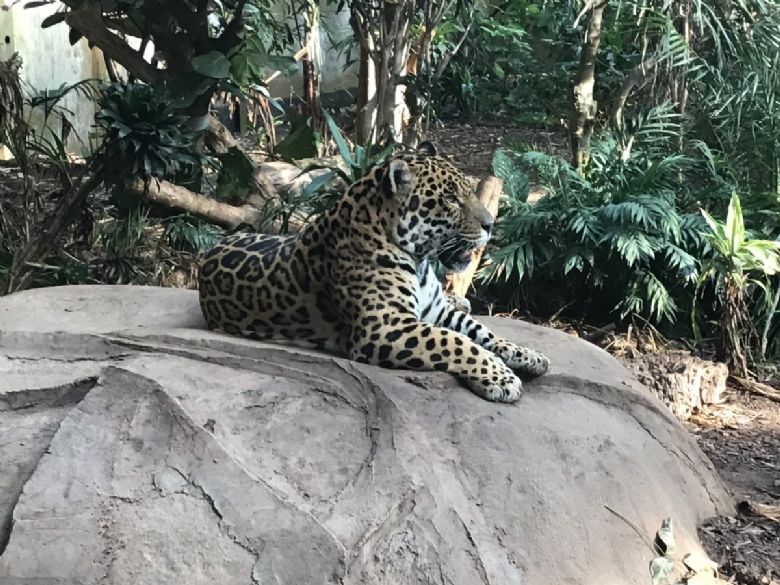 Jaguar in zoo.